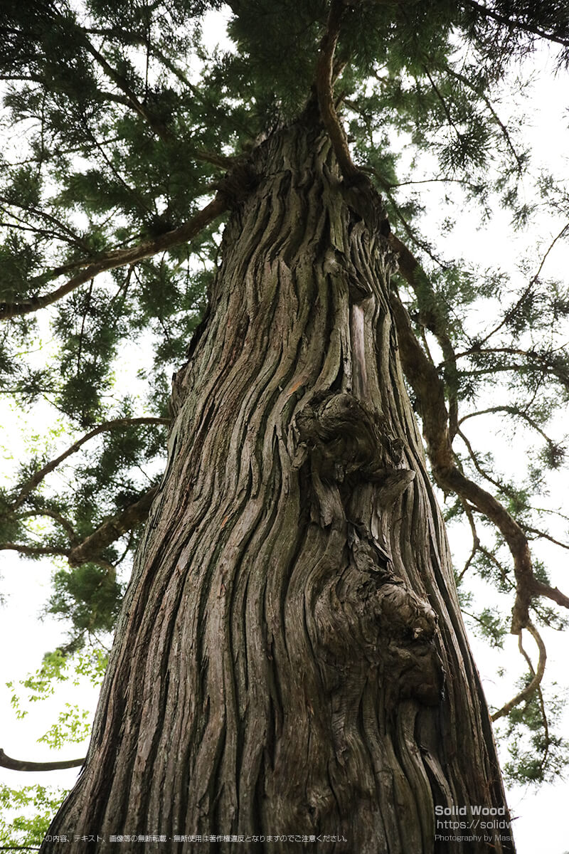 毛越寺の杉の木
