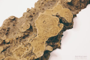 樹齢600年身延山産栗瘤一枚板