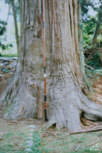 釣具の鮎竿を使った原木サイズの測り方