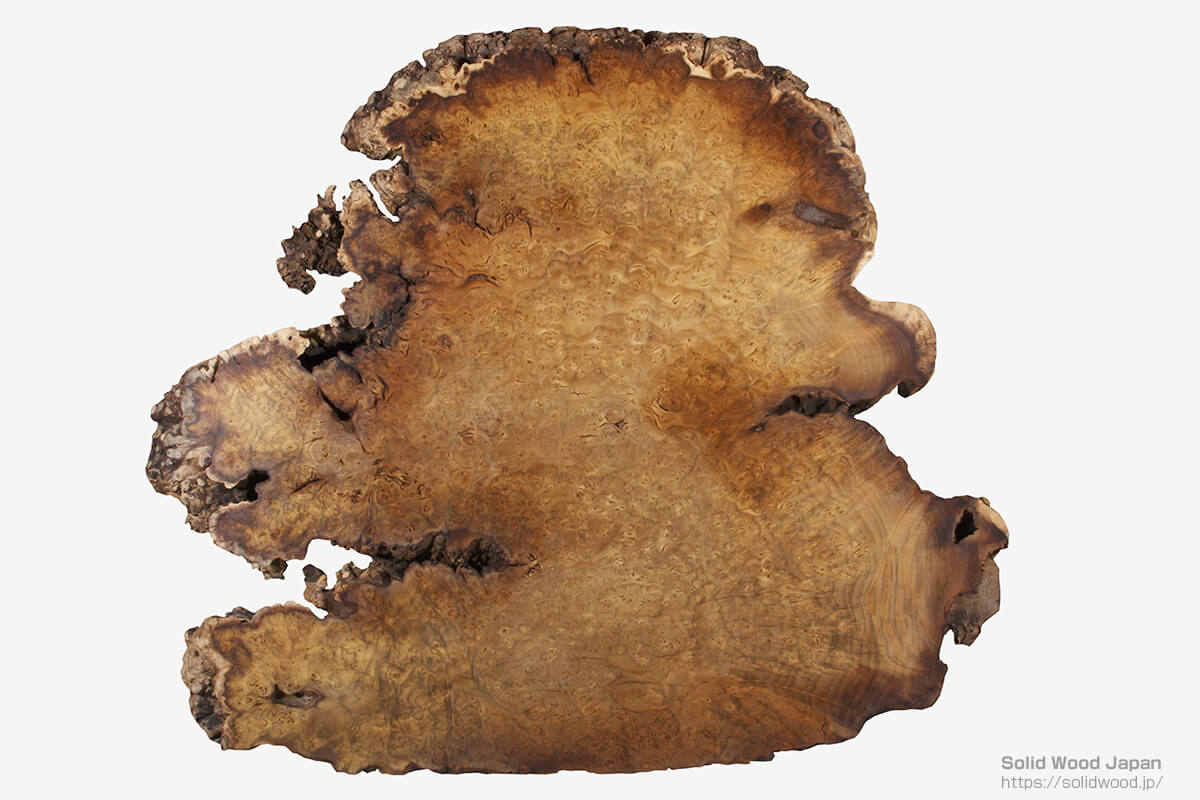 小笠原桑の生育木の瘤