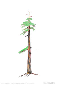 樹齢300～400年の社寺木（しゃじぼく）。木の先端が枯れ始め、伐採の旬を迎えた杉の老木。