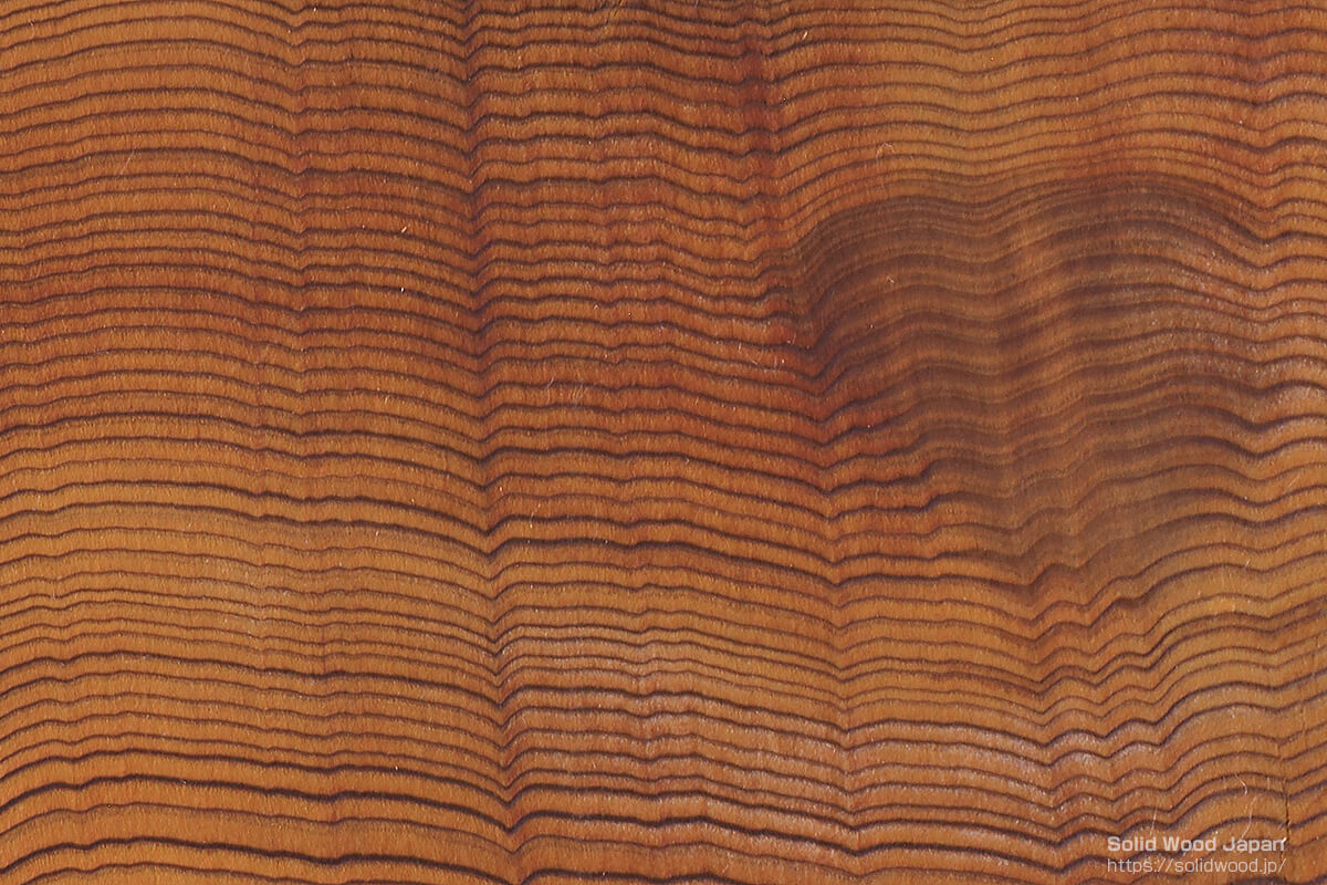 樹齢の高い杉原木、丸太小口の断面写真