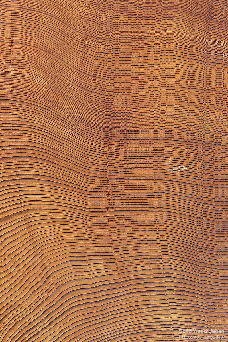 樹齢の高い杉原木、丸太小口の断面写真