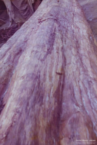 樹齢400年の霧島杉の長さタテの絞り肌